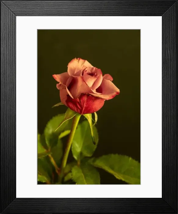 Framed Print : Color fine art still life macro of a single isolated red rose blossom with green leaves in vintage painting style Framed Print : Color fine art still life macro of a single isolated red rose blossom with green leaves in vintage painting style