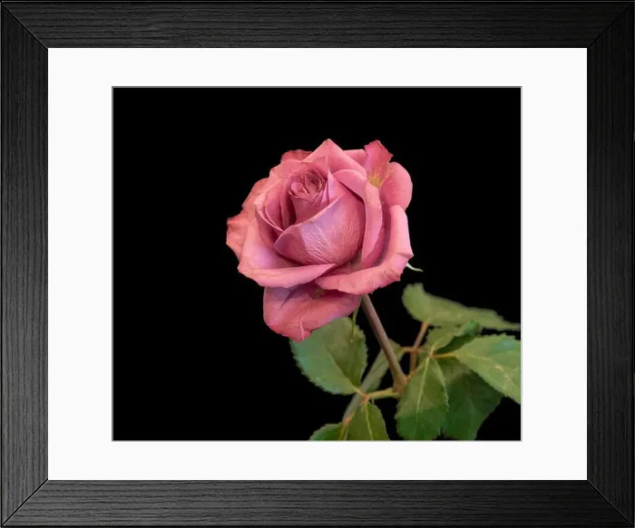 Framed Print : Color fine art still life macro of a single isolated pink rose blossom with green leaves in vintage painting style