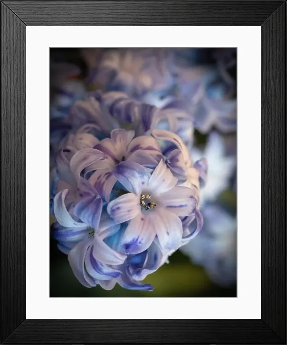 Framed Print : Fine art still life bright color macro of a single isolated stem / umbel of violet blue hyacinth blossoms on blurry Framed Print : Fine art still life bright color macro of a single isolated stem / umbel of violet blue hyacinth blossoms on blurry