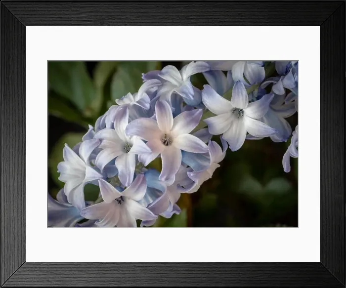 Framed Print : Fine art still life bright color macro of a single isolated stem / umbel of violet blue hyacinth blossoms on blurry Framed Print : Fine art still life bright color macro of a single isolated stem / umbel of violet blue hyacinth blossoms on blurry