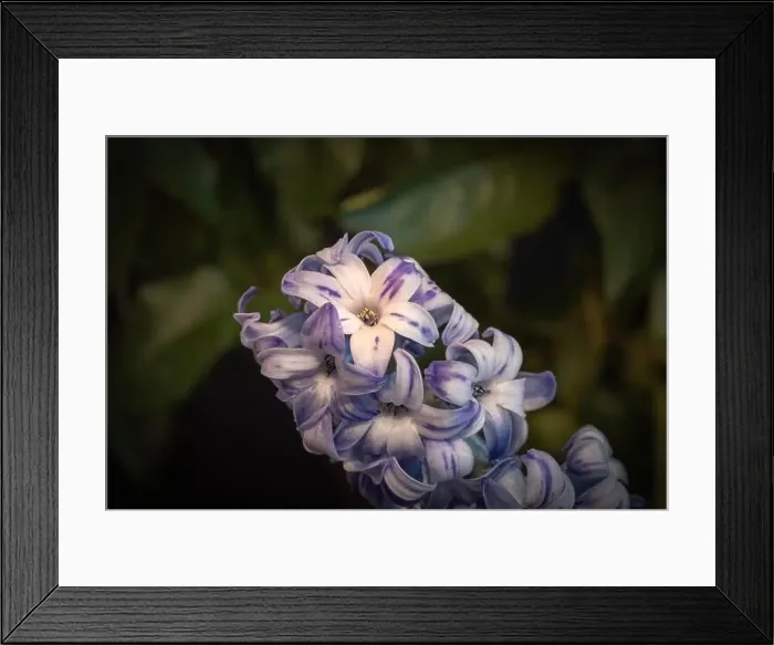 Framed Print : Fine art still life color macro of a single isolated stem / umbel of violet blue hyacinth blossoms on dark blurry Framed Print : Fine art still life color macro of a single isolated stem / umbel of violet blue hyacinth blossoms on dark blurry