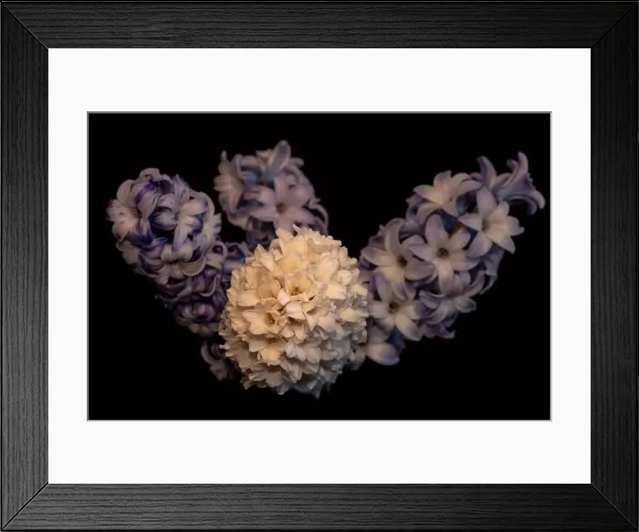 Framed Print : Fine art still life color macro of a white blossom and three violet blue hyacinth umbels / blossoms on a blurry Framed Print : Fine art still life color macro of a white blossom and three violet blue hyacinth umbels / blossoms on a blurry