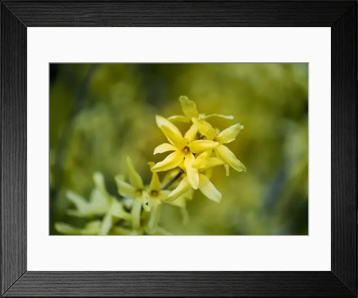 Framed Print : Natural colorful outdoor macro of fresh blossoms of a yellow forsythia with blurry background Framed Print : Natural colorful outdoor macro of fresh blossoms of a yellow forsythia with blurry background