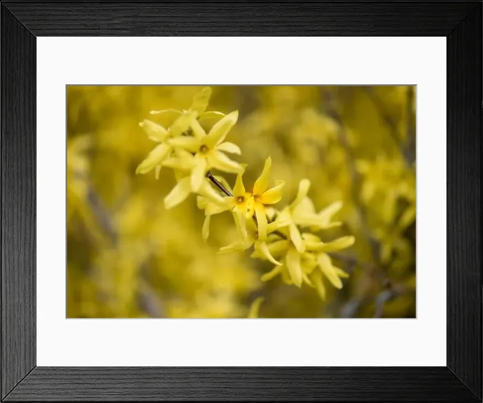 Framed Print : Natural colorful outdoor macro of fresh blossoms of a yellow forsythia with blurry background Framed Print : Natural colorful outdoor macro of fresh blossoms of a yellow forsythia with blurry background
