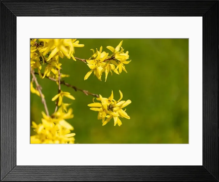 Framed Print : Natural colorful outdoor macro of fresh blossoms of a yellow forsythia with blurry background Framed Print : Natural colorful outdoor macro of fresh blossoms of a yellow forsythia with blurry background