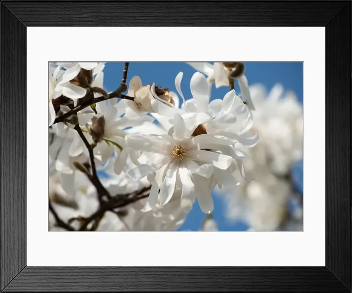 Framed Print : Floral natural colorful outdoor image of a white magnolia blossom in bright sunshine with a blue sunny sky Framed Print : Floral natural colorful outdoor image of a white magnolia blossom in bright sunshine with a blue sunny sky