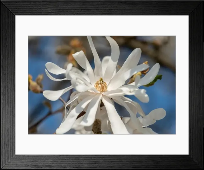 Framed Print : Floral natural colorful outdoor image of a white magnolia blossom in bright sunshine with a blue sunny sky Framed Print : Floral natural colorful outdoor image of a white magnolia blossom in bright sunshine with a blue sunny sky