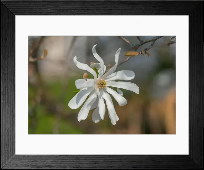 Framed Print : Floral natural colorful outdoor image of a white magnolia blossom in bright sunshine with a blurred natural background Framed Print : Floral natural colorful outdoor image of a white magnolia blossom in bright sunshine with a blurred natural background