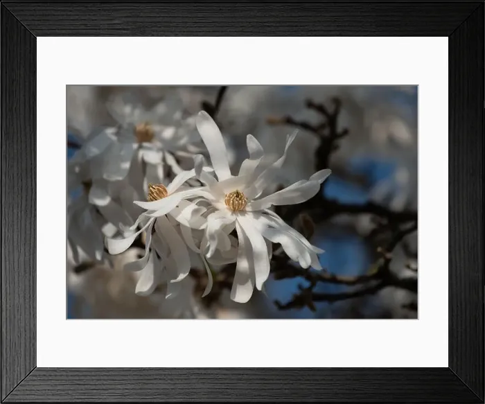 Framed Print : Floral natural colorful outdoor image of a white magnolia blossom in bright sunshine with a blue sunny sky Framed Print : Floral natural colorful outdoor image of a white magnolia blossom in bright sunshine with a blue sunny sky