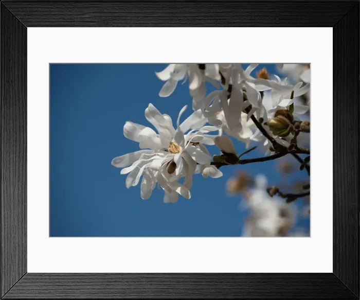 Framed Print : Floral natural colorful outdoor image of a white magnolia blossom in bright sunshine with a blue sunny sky Framed Print : Floral natural colorful outdoor image of a white magnolia blossom in bright sunshine with a blue sunny sky