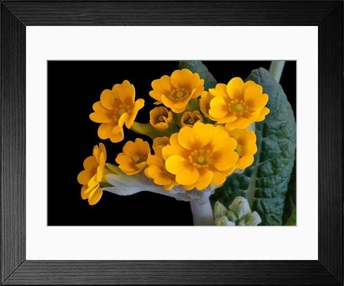Framed Print : Fine art still life foral color macro of a bunch of wide open yellow orange primula blossoms on a stem with green Framed Print : Fine art still life foral color macro of a bunch of wide open yellow orange primula blossoms on a stem with green