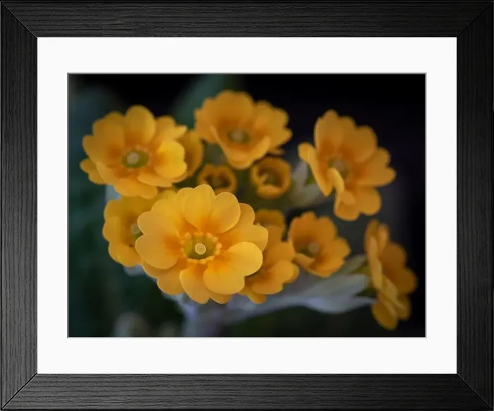 Framed Print : Fine art still life foral color macro of a bunch of wide open yellow orange primula blossoms on a stem with green Framed Print : Fine art still life foral color macro of a bunch of wide open yellow orange primula blossoms on a stem with green