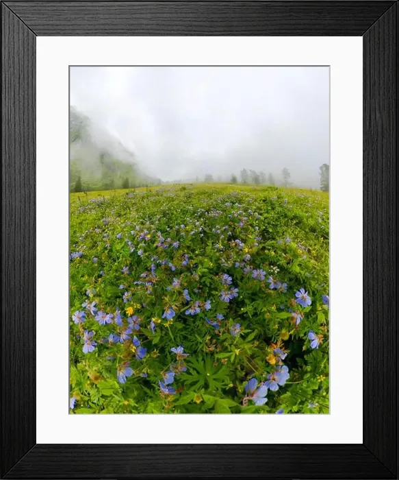 Framed Print : Fogy field of blue flover on a cloudy day Framed Print : Fogy field of blue flover on a cloudy day