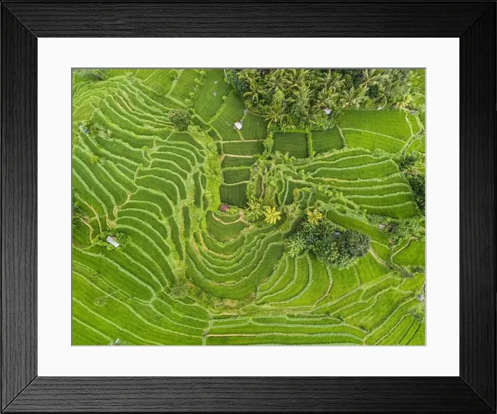 Framed Print : Top down aerial view of rice terraces in Bali, Indonesia Framed Print : Top down aerial view of rice terraces in Bali, Indonesia