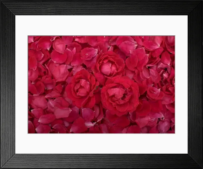 Framed Print : Тhree roses among rose petals Framed Print : Тhree roses among rose petals