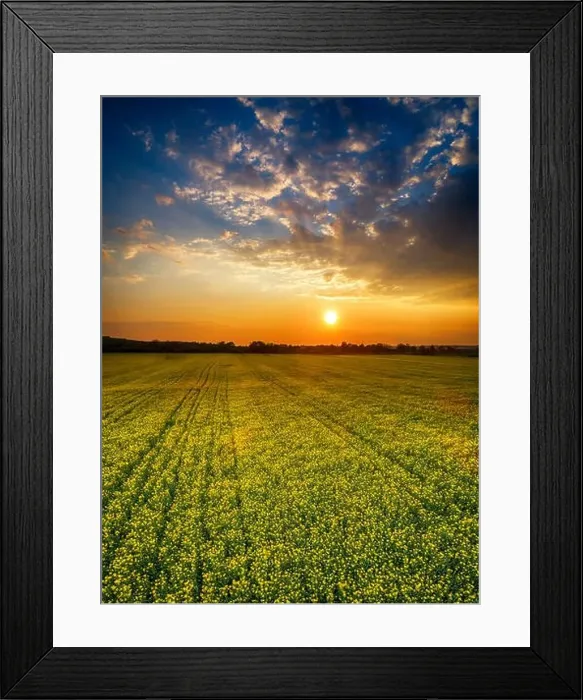 Framed Print : Aerial panorama taken with flying drone with yellow rapeseed field and agricultural land at sunset Framed Print : Aerial panorama taken with flying drone with yellow rapeseed field and agricultural land at sunset