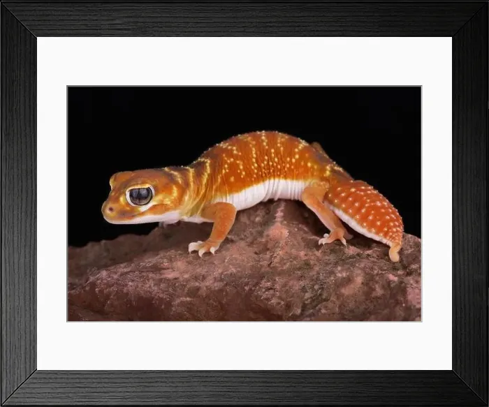 Framed Print : Smooth knob-tailed gecko (Nephrurus levis) Framed Print : Smooth knob-tailed gecko (Nephrurus levis)