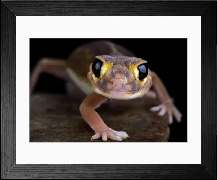 Framed Print : Pernatty knob-tailed gecko (Nephrurus deleani) Framed Print : Pernatty knob-tailed gecko (Nephrurus deleani)