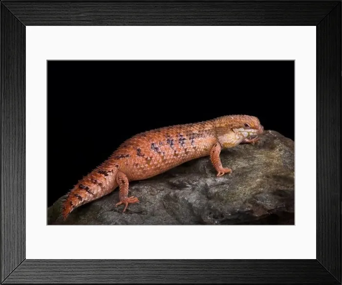 Framed Print : Central Pygmy Spiny-tailed Skink (Egernia eos) Framed Print : Central Pygmy Spiny-tailed Skink (Egernia eos)