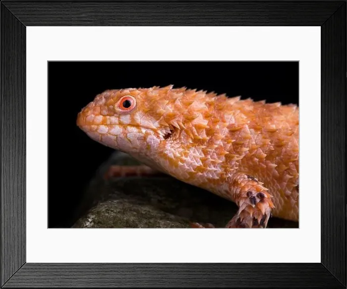 Framed Print : Eastern Pilbara spiny-tailed skink (Egernia epsisolus) Framed Print : Eastern Pilbara spiny-tailed skink (Egernia epsisolus)