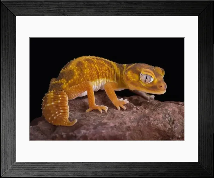 Framed Print : Western Smooth Knob-tailed Gecko (Nephrurus levis occidentalis) Framed Print : Western Smooth Knob-tailed Gecko (Nephrurus levis occidentalis)