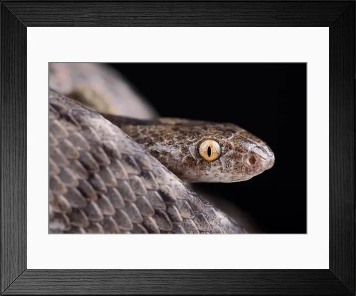 Framed Print : Mediterranean Cat Snake (Telescopus fallax iberus) Framed Print : Mediterranean Cat Snake (Telescopus fallax iberus)