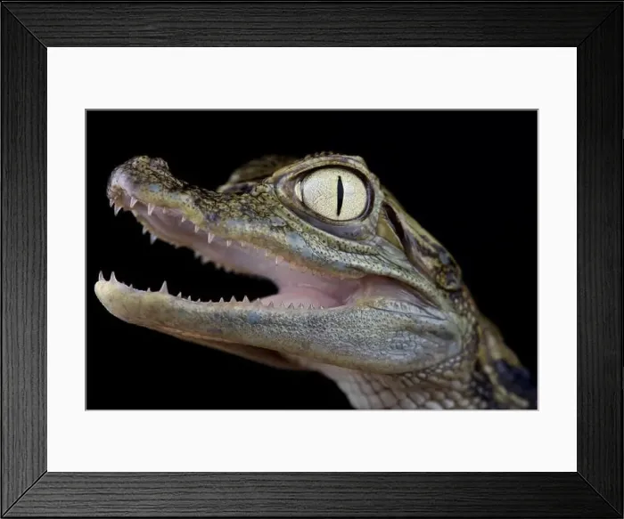 Framed Print : Chiapasius spectacled caiman (Caiman crocodilus chiapasius)