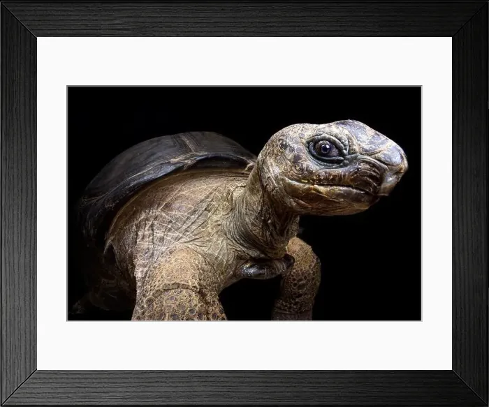 Framed Print : Aldabra giant tortoise (Aldabrachelys gigantea) Framed Print : Aldabra giant tortoise (Aldabrachelys gigantea)