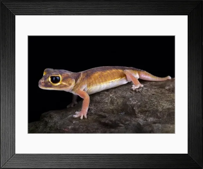 Framed Print : Pernatty knob-tailed gecko (Nephrurus deleani) Framed Print : Pernatty knob-tailed gecko (Nephrurus deleani)