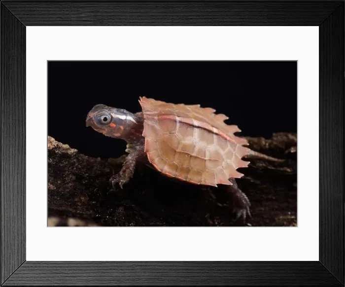 Framed Print : Vietnamese Black-breasted Leaf Turtle (Geoemyda spengleri) Framed Print : Vietnamese Black-breasted Leaf Turtle (Geoemyda spengleri)