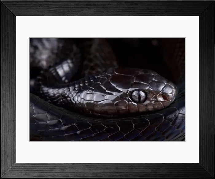 Framed Print : Black mangrove snake (Boiga dendrophila) Selayar Framed Print : Black mangrove snake (Boiga dendrophila) Selayar