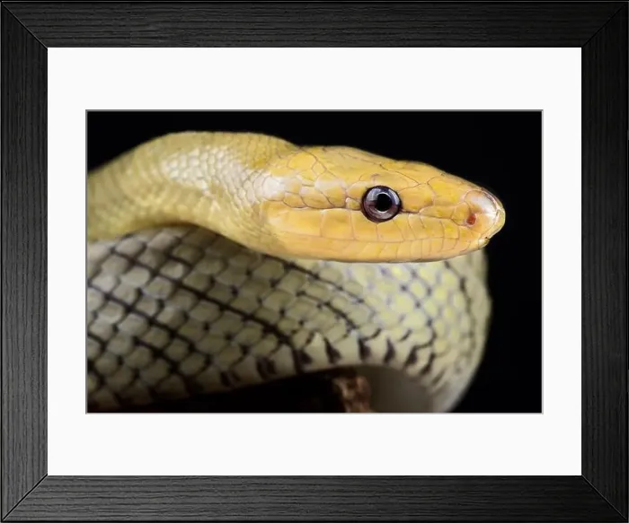 Framed Print : Celebes Black-tailed Ratsnake (Gonyosoma jansenii) Framed Print : Celebes Black-tailed Ratsnake (Gonyosoma jansenii)