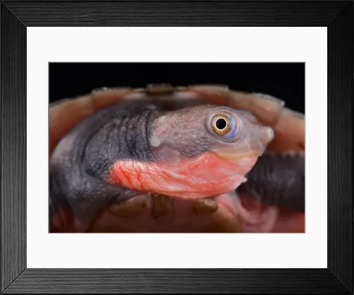 Framed Print : Southern New Guinea stream turtle (Elseya rhodini) Framed Print : Southern New Guinea stream turtle (Elseya rhodini)