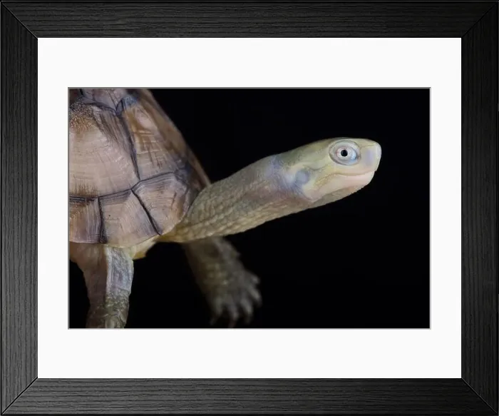 Framed Print : Ryukyu Yellow pond Turtle (Mauremys mutica kami) Framed Print : Ryukyu Yellow pond Turtle (Mauremys mutica kami)