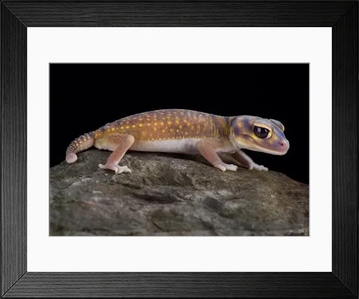 Framed Print : Starry knob-tailed gecko (Nephrurus stellatus) Framed Print : Starry knob-tailed gecko (Nephrurus stellatus)