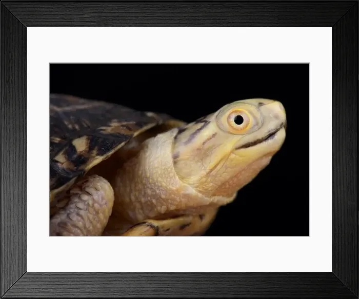 Framed Print : Blanding's Turtle (Emydoidea blandingii) Framed Print : Blanding's Turtle (Emydoidea blandingii)