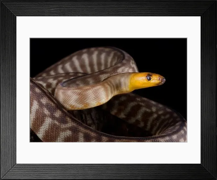 Framed Print : Woma python (Aspidites ramsayi) Framed Print : Woma python (Aspidites ramsayi)