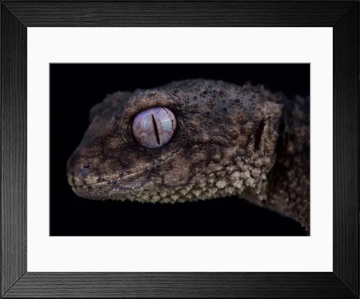 Framed Print : Spiny knob-tailed gecko (Nephrurus asper) Framed Print : Spiny knob-tailed gecko (Nephrurus asper)