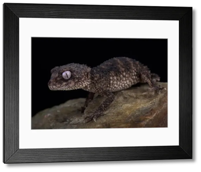 Framed Print : Spiny knob-tailed gecko (Nephrurus asper) Framed Print : Spiny knob-tailed gecko (Nephrurus asper)