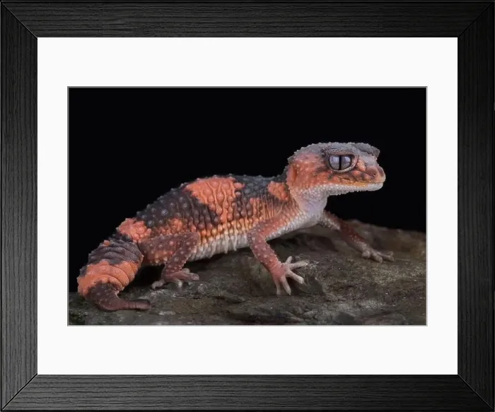 Framed Print : Northern banded rough knob-tailed gecko (Nephrurus wheeleri cinctus)