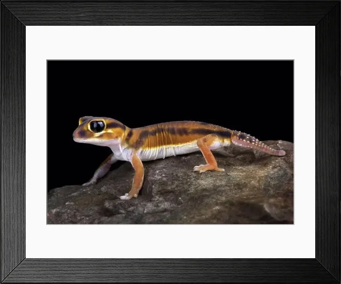 Framed Print : Smooth knob-tailed gecko (Nephrurus laevissimus) Framed Print : Smooth knob-tailed gecko (Nephrurus laevissimus)