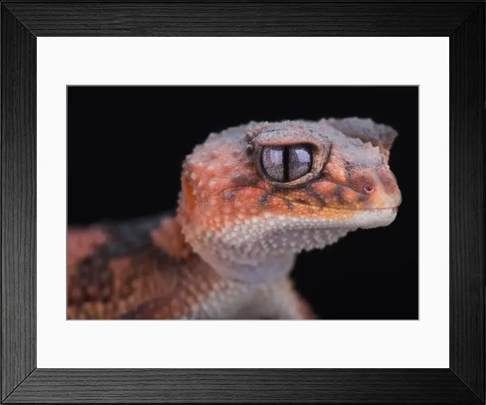 Framed Print : Northern banded rough knob-tailed gecko (Nephrurus wheeleri cinctus) Framed Print : Northern banded rough knob-tailed gecko (Nephrurus wheeleri cinctus)
