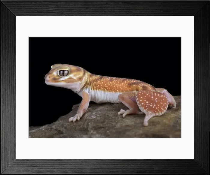 Framed Print : Western Smooth Knob-tailed Gecko (Nephrurus levis occidentalis) Framed Print : Western Smooth Knob-tailed Gecko (Nephrurus levis occidentalis)