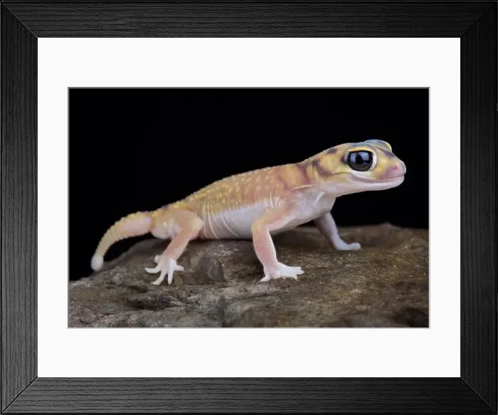 Framed Print : Starry knob-tailed gecko (Nephrurus stellatus) Framed Print : Starry knob-tailed gecko (Nephrurus stellatus)
