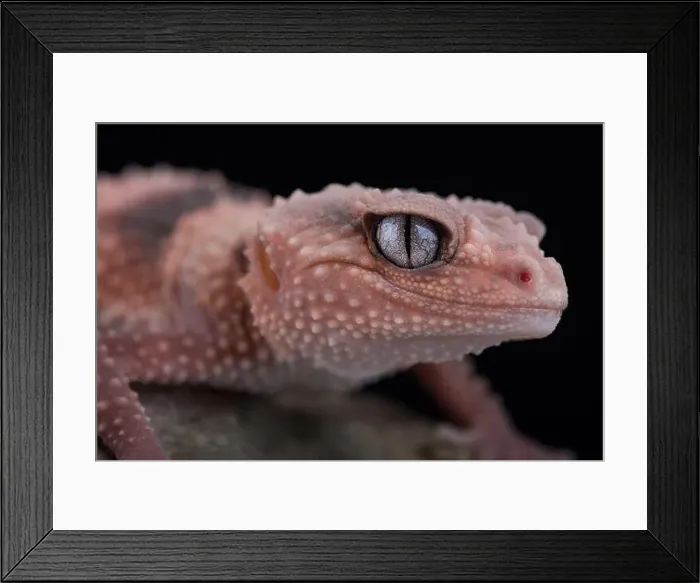 Framed Print : Southern banded gecko (Nephrurus wheelers wheeleri) Framed Print : Southern banded gecko (Nephrurus wheelers wheeleri)