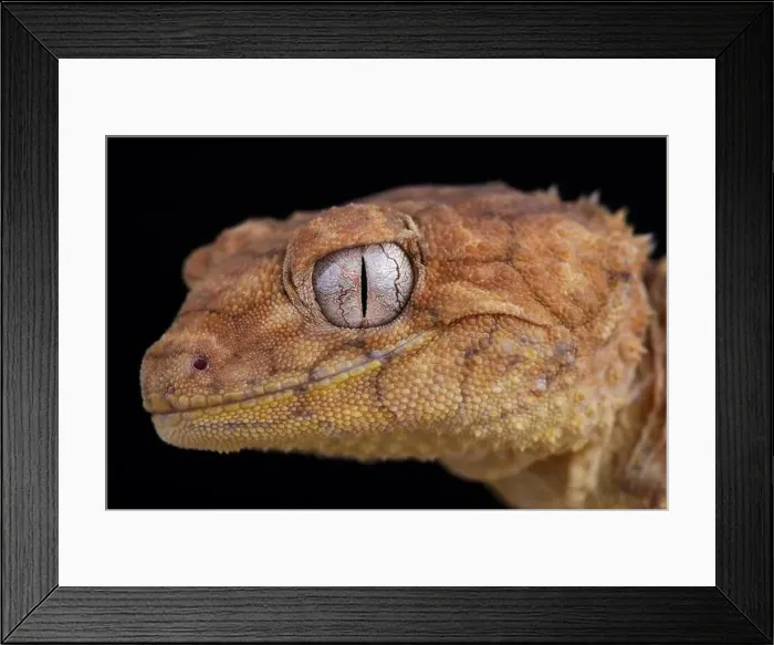 Framed Print : Centralian rough knob-tailed gecko (Nephrurus amyae) Framed Print : Centralian rough knob-tailed gecko (Nephrurus amyae)