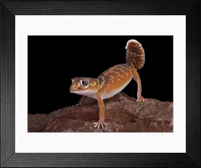 Framed Print : Smooth knob tail gecko (Nephrurus levis levis) Framed Print : Smooth knob tail gecko (Nephrurus levis levis)