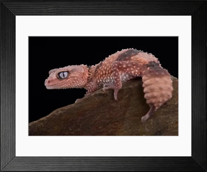 Framed Print : Southern banded knob-tailed gecko (Nephrururs wheeleri wheeleri) Framed Print : Southern banded knob-tailed gecko (Nephrururs wheeleri wheeleri)