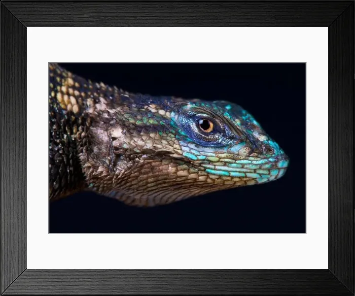 Framed Print : Yarrow's spiny lizard (Sceloporus jarrovii jarrovii)