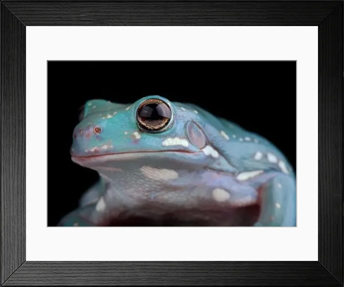 Framed Print : White's Tree Frog (Litoria caerulea) Framed Print : White's Tree Frog (Litoria caerulea)